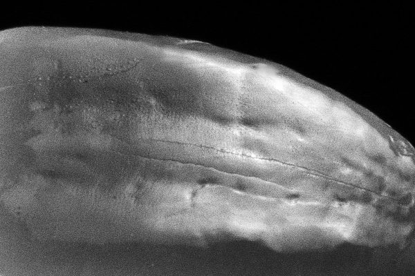 Laboratorio Odontoiatrico Smaniotto070